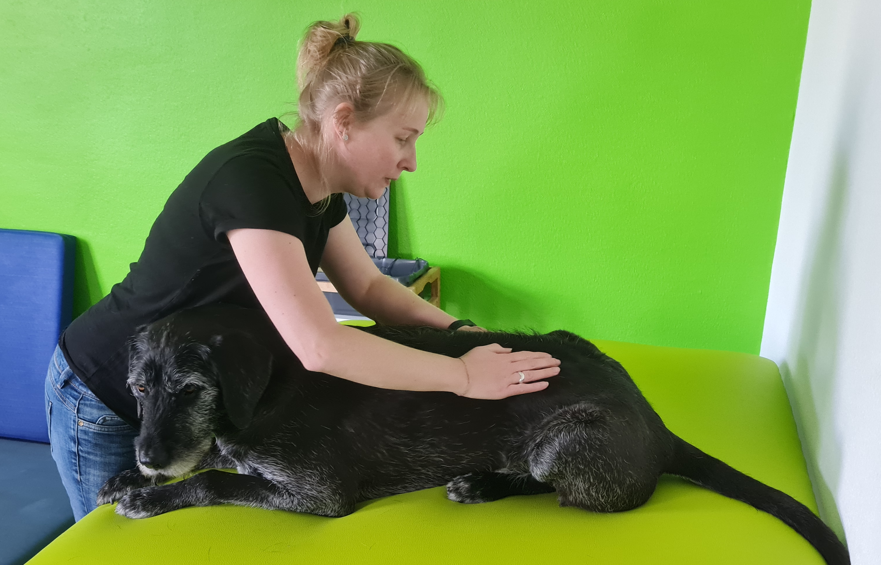 Dorn-Therapie an Wirbelsäule und Gelenken eines Hundes